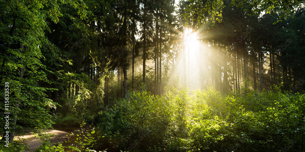Obraz premium Idyllischer Sonnenaufgang in einem Wald mit Bach