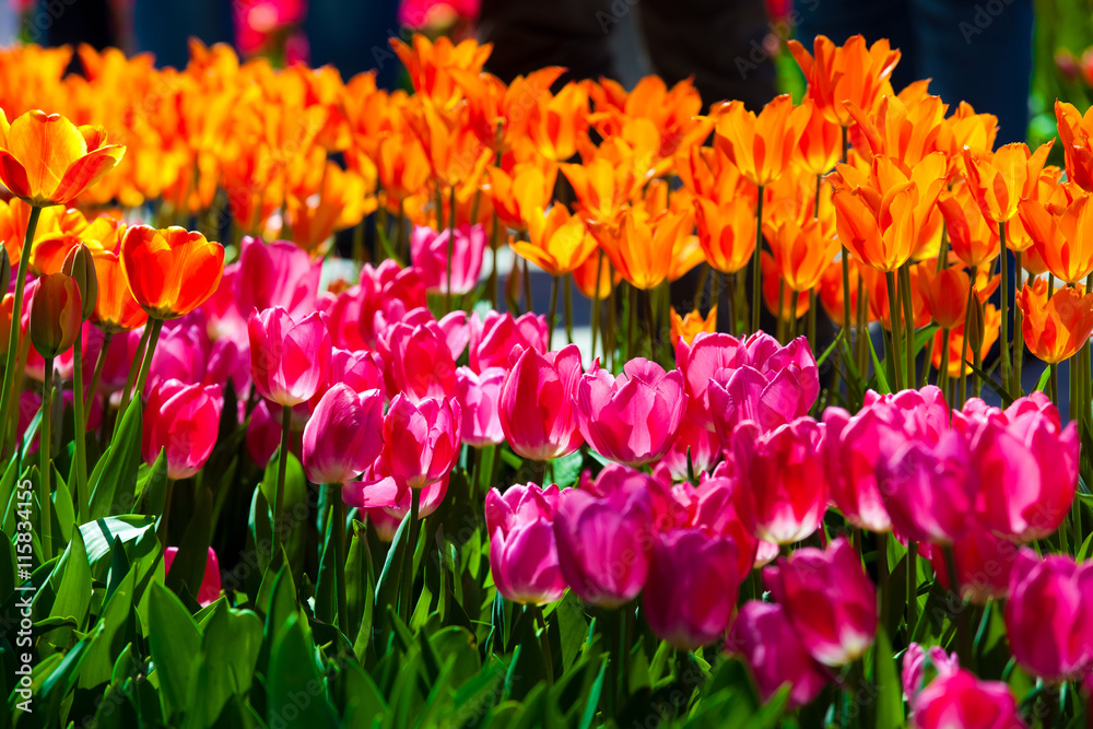 Obraz premium Field of tulips in city park