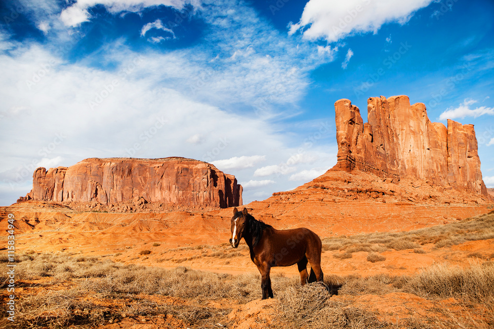 horse - monument valley - navajo park - unites states horse - monument valley - navajo park - unites states