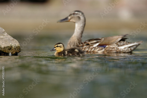Mallard, Duck, Anas platyrhynchos - nestling with female.