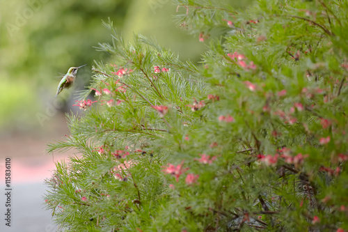 Hummingbird approaching a flower.