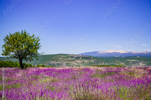 Champs de lavandes et Mont Ventoux sur la route de Sault