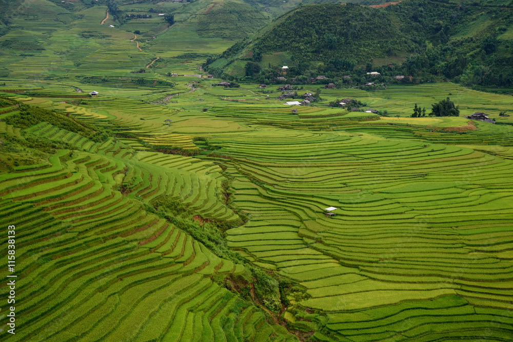 Obraz premium Rice fields on terraced