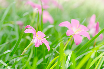 Pink rain lily flower 