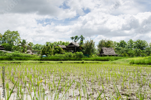 Young rice field in rainy season,Chiangmai,Thailand