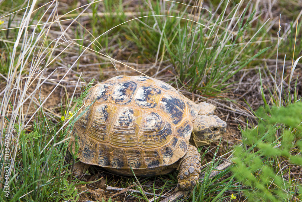 .Wild turtle in steppe in Kazakhstan, Malaysary .Wild turtle in steppe in Kazakhstan, Malaysary