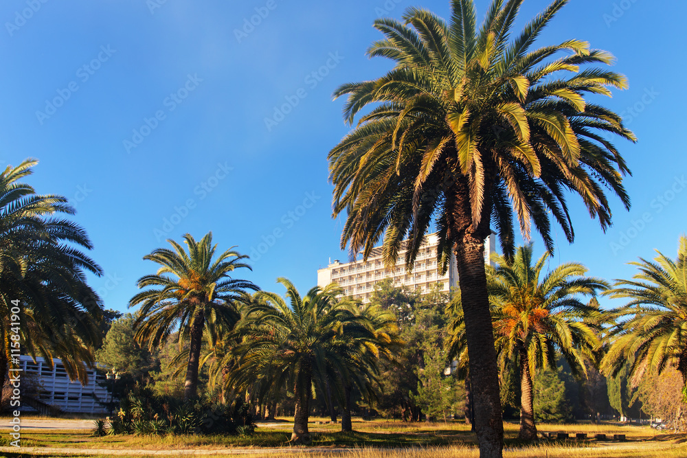 city park with palm trees