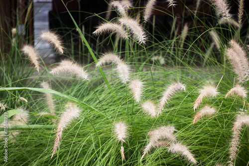Grass flower background in nature