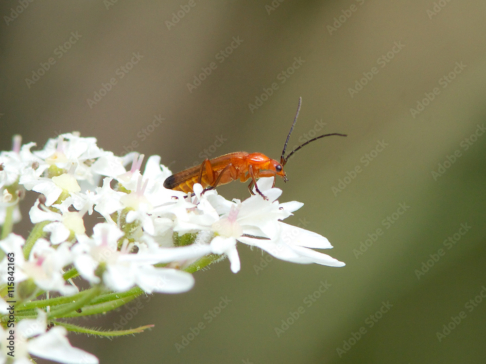 A Common Red Soldier beetle, Rhagonycha fulva, on a flower. A Common Red Soldier beetle, Rhagonycha fulva, on a flower.