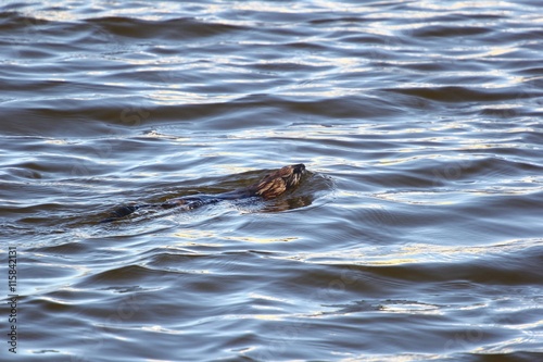 Muskrat in the lake. 