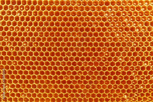 fresh honey in cells, honeycomb