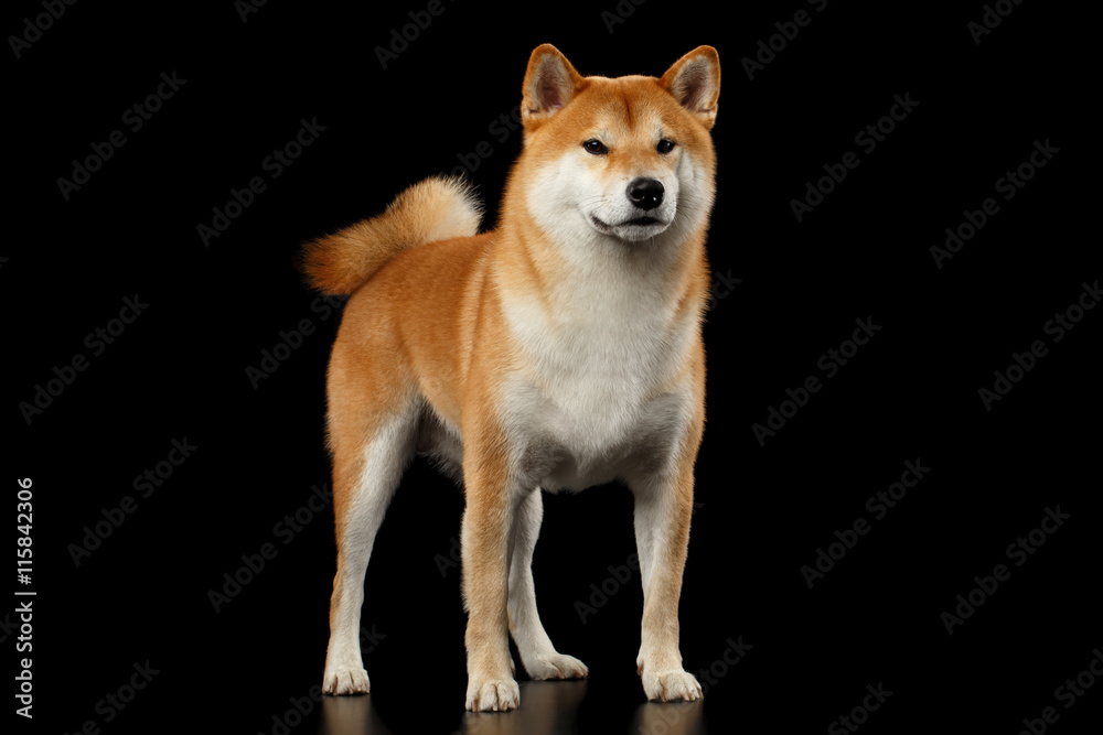 Cute pedigreed Red Shiba inu Breed Dog Standing on Isolated Black Background, Front view