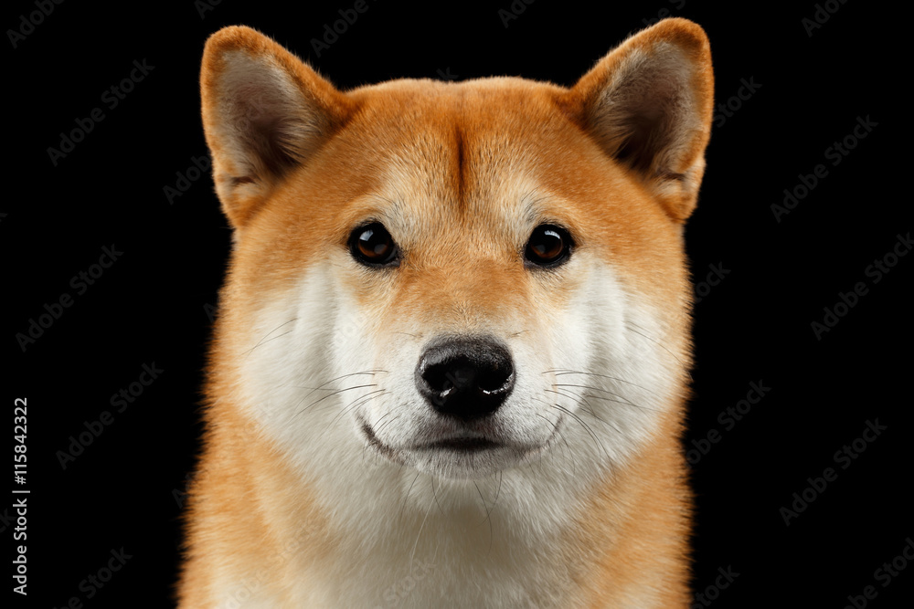 Close-up Portrait of head Shiba inu Dog, Looks Curious in Camera, Isolated Black Background, Front view, Sad Eyes