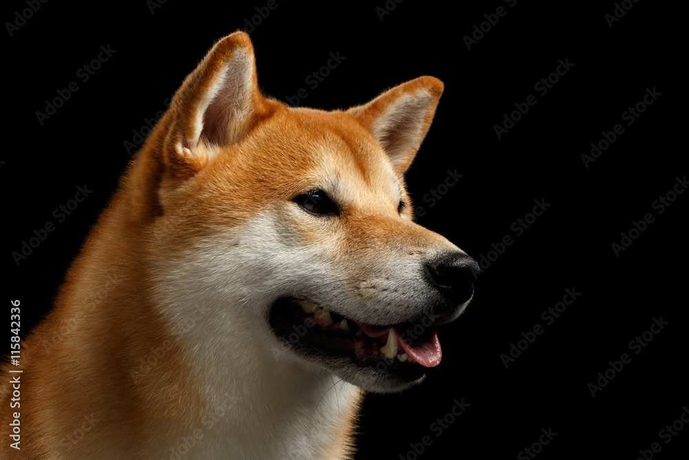 Close-up Portrait of head Shiba inu Dog, Looks closely and smiling, Isolated Black Background, Profile view