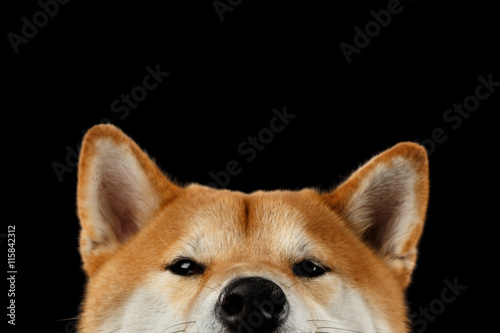 Fotomural Close-up Head of peeking Shiba inu Dog, Looks Curious on Isolated Black Backgrou