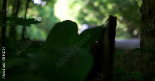 The machine goes through the forest photo