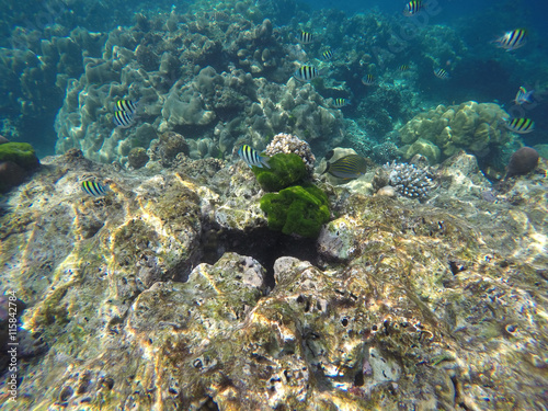 underwater coral reefs with fish in the sea