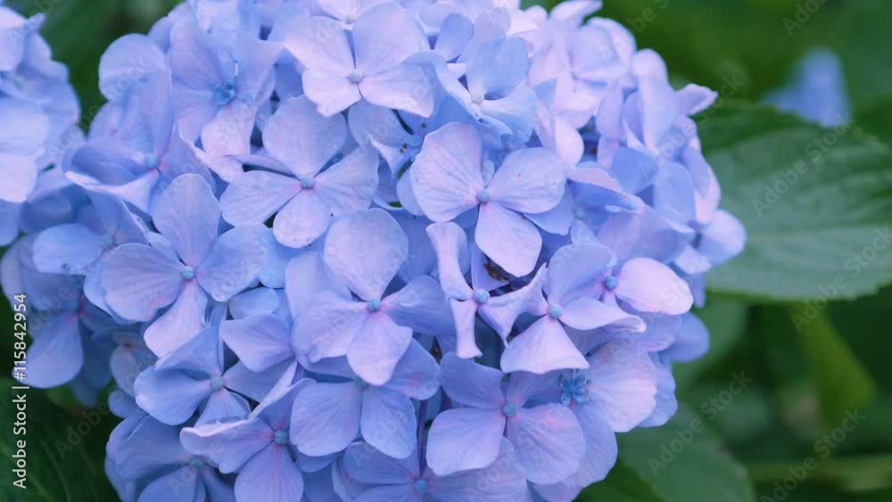 Hydrangea Flowers,in Kokubunji,Tokyo,Japan,Filmed in 4K Hydrangea Flowers,in Kokubunji,Tokyo,Japan,Filmed in 4K