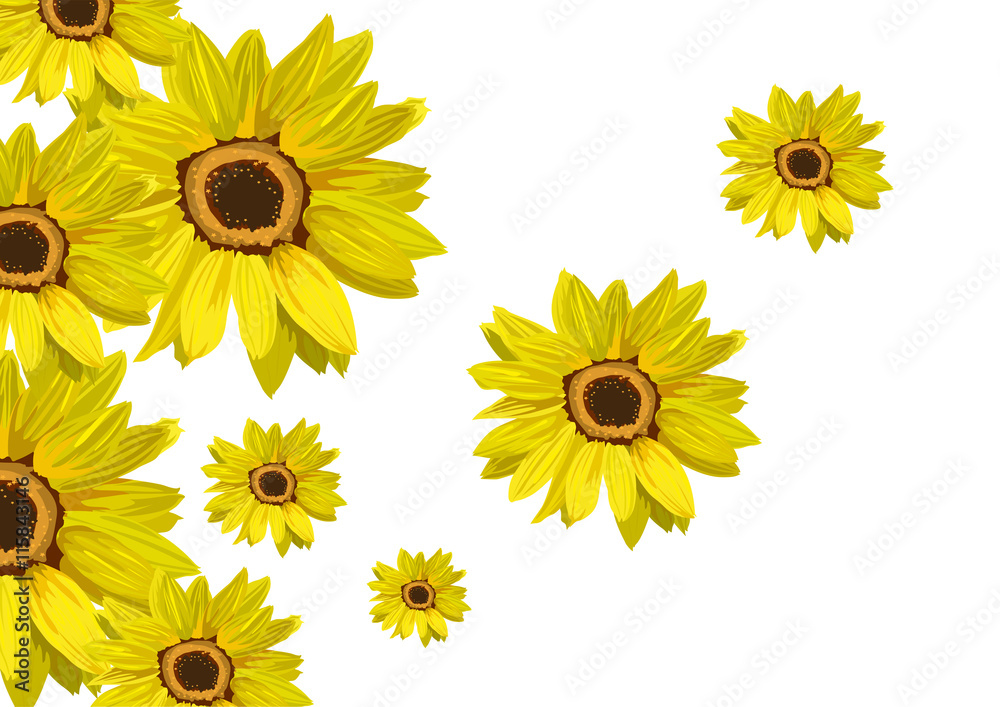 Fototapeta premium Flowers sunflower isolated on white. Floral background