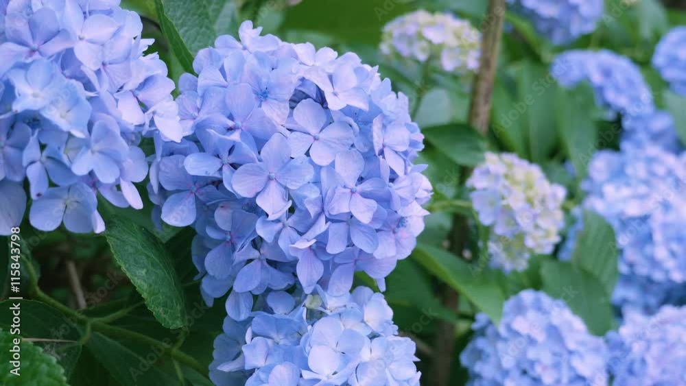 Hydrangea Flowers,in Kokubunji,Tokyo,Japan,Filmed in 4K Hydrangea Flowers,in Kokubunji,Tokyo,Japan,Filmed in 4K