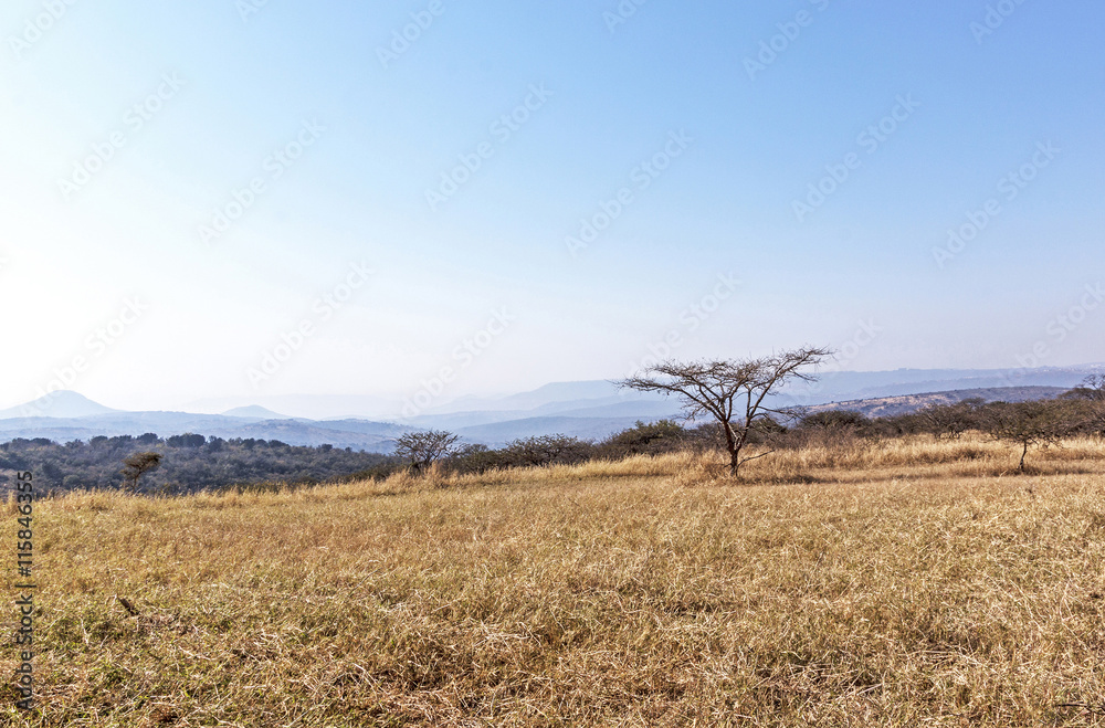 Dry Winter Grass Trees and Skyline on Rural Landscape