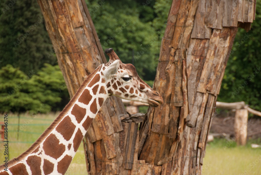 Fototapeta premium Żyrafa, ssak. Śląski Park Etnograficzny, Zoo w Chorzowie.