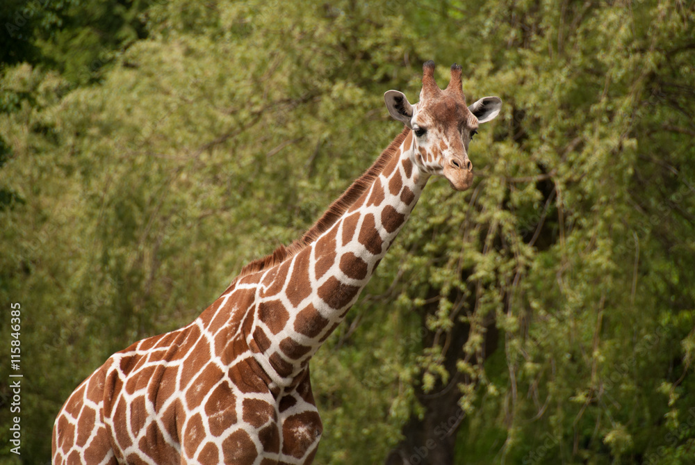 Żyrafa, ssak. Śląski Park Etnograficzny, Zoo w Chorzowie. Żyrafa, ssak. Śląski Park Etnograficzny, Zoo w Chorzowie.