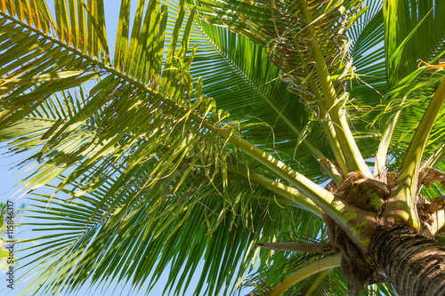 Coconut tree © 9comeback