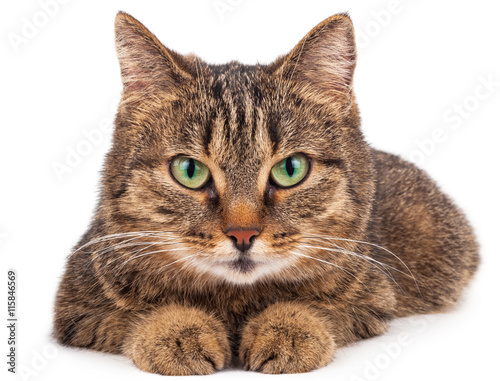 Fotografi Domestic cat