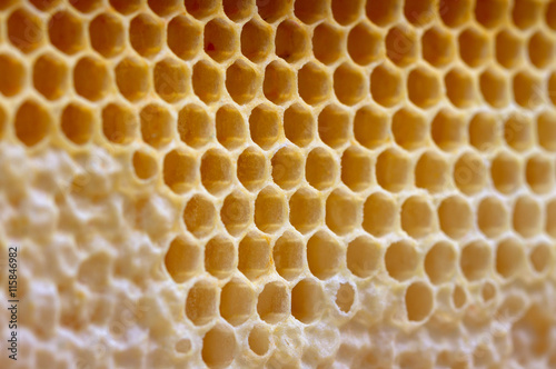 Honeycombs for background.
