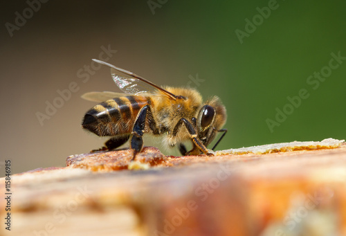 Papier peint Bee on a surface.
