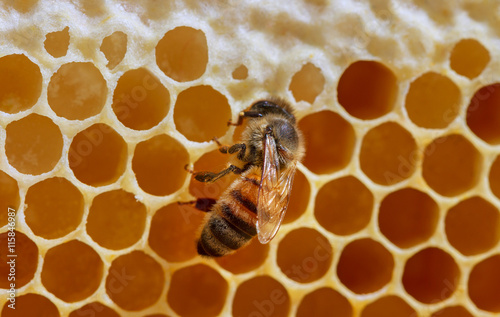 Bee on frame of honeycomb.