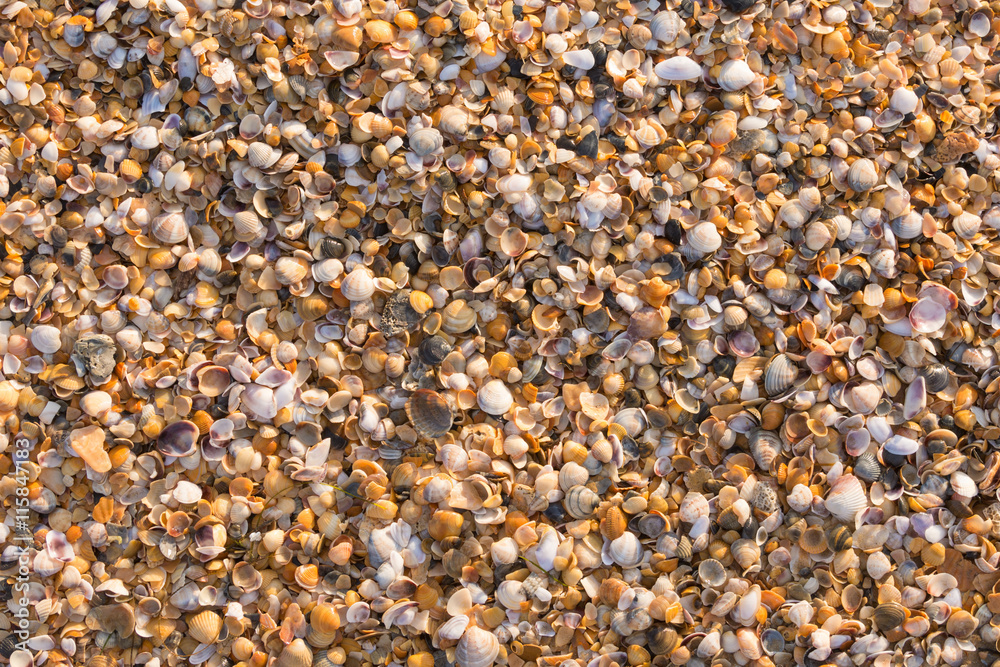Background from small multi-colored sea shells Background from small multi-colored sea shells