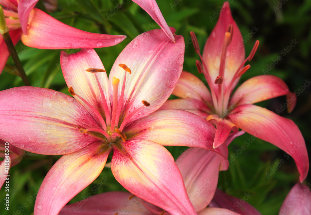 Beautiful lilies on flowerbed