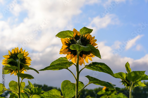 Sonnenblumen von hinten im Sonnenlicht photo