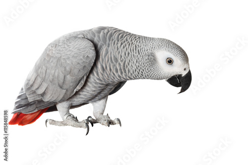 Jaco parrot and pieces of raw potato isolated on a white background