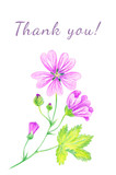 Set of greeting cards. Hand-drawn Flowers mallow. Thank you!