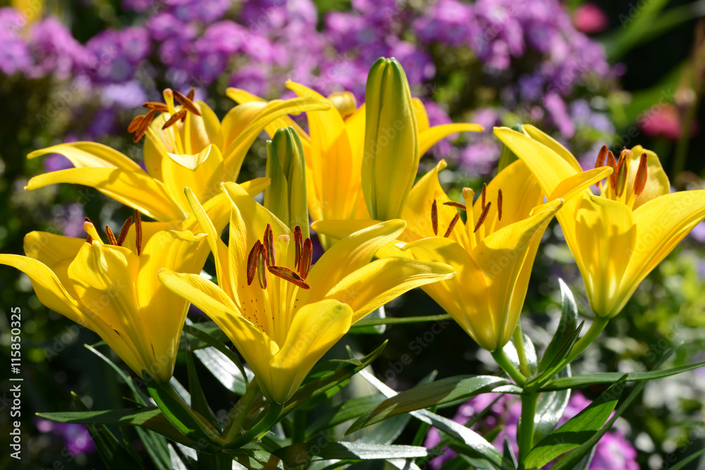 Obraz premium Blumen 581