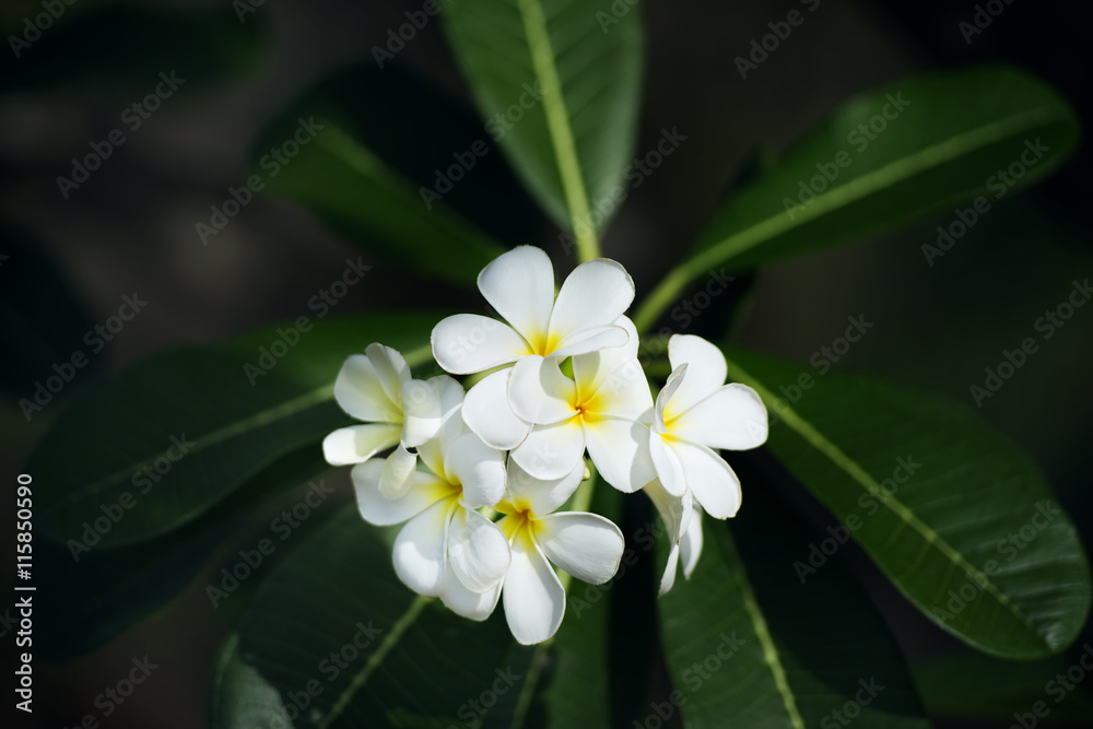 yellow plumeria flower yellow plumeria flower