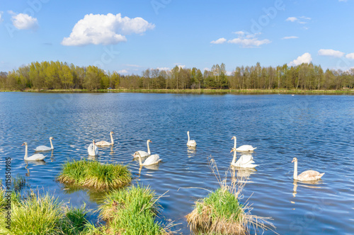 swan