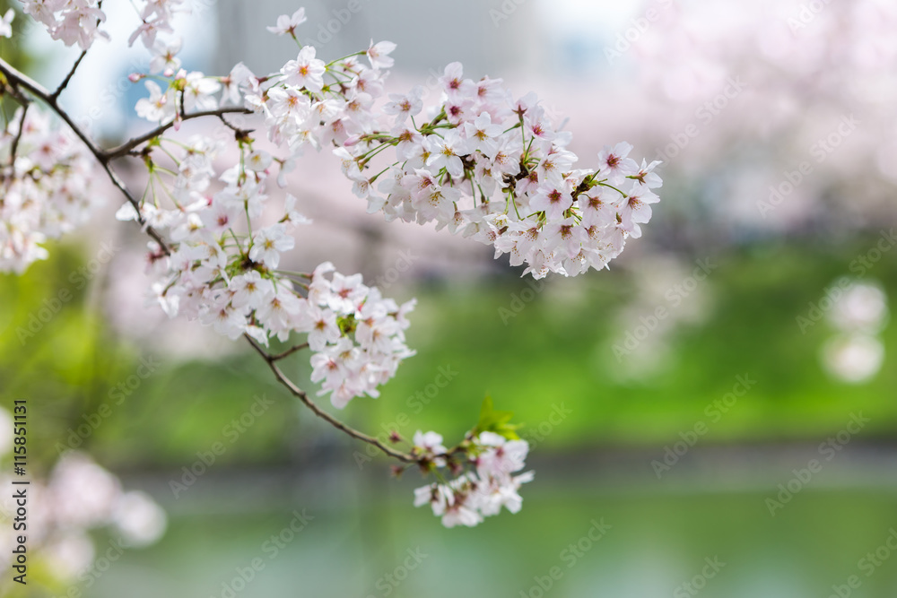 Cherry Blossom with nature background. Stock Photo | Adobe Stock