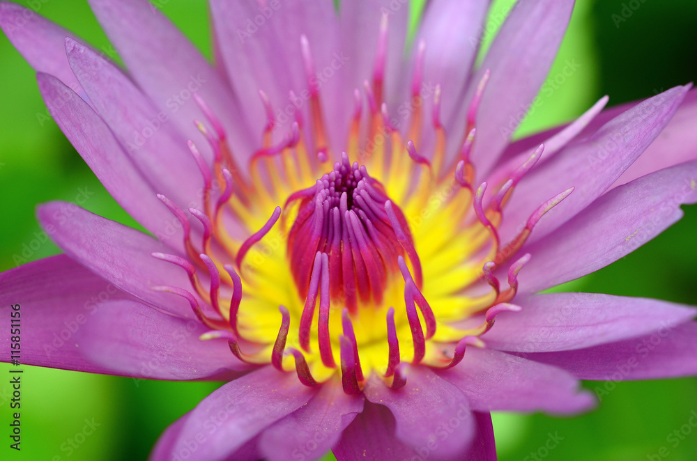 PInk Lotus on the River