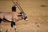 oryx in the kalahari