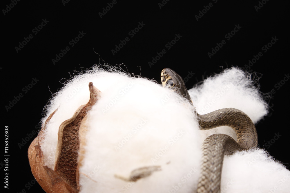 Fototapeta premium Grass snake (Natrix natrix)