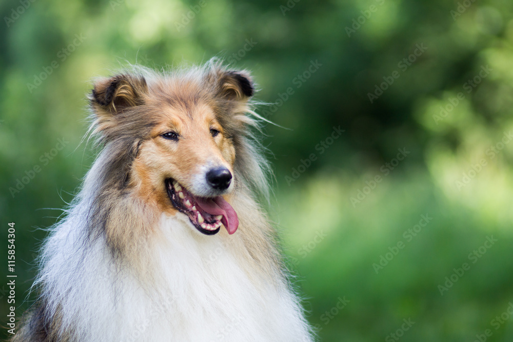 Cute gold long haired rough collie portrait - obrazy, fototapety, plakaty 