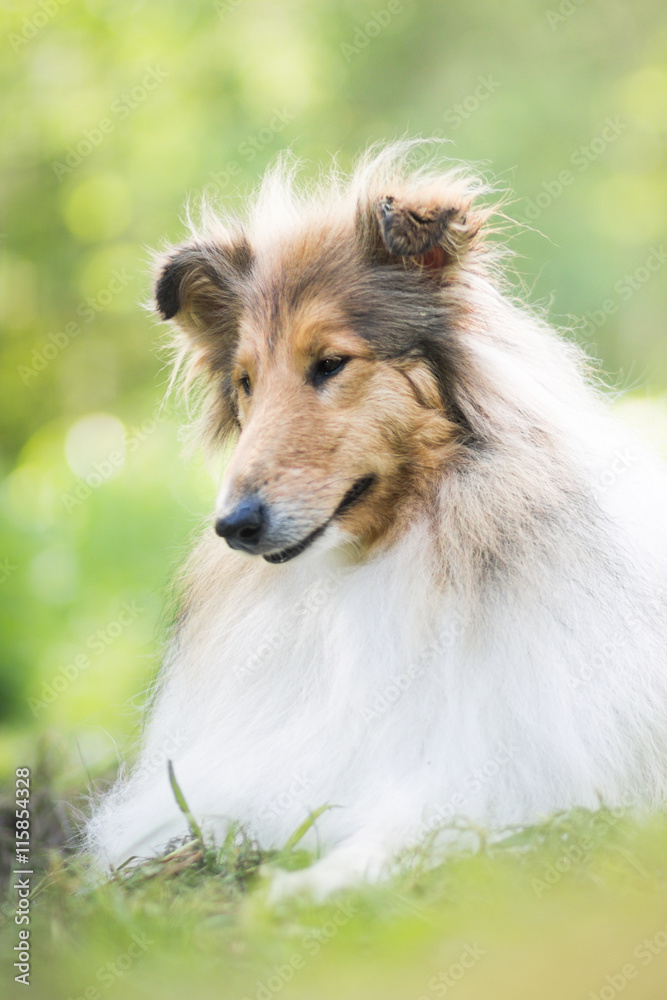 Cute rough collie looking Cute rough collie looking