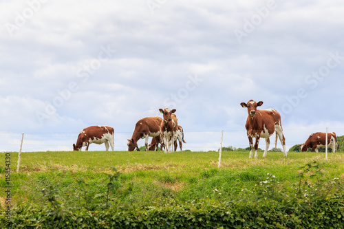LYTHE, ENGLAND - JULY 12: Herd of cows (believed to be Ayrshire cows) in a farm field. In Lythe, North Yorkshire, England. On 12th July 2016.