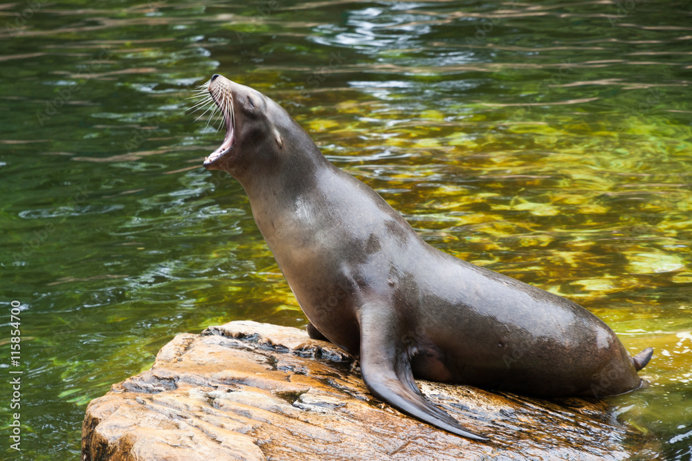 Naklejka premium Sea lion, Berlin zoo, Germany