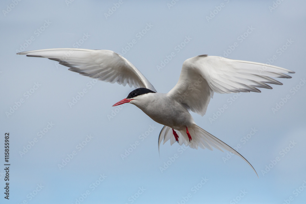 Flying arctic tern (Sterna paradisae), Iceland Flying arctic tern (Sterna paradisae), Iceland