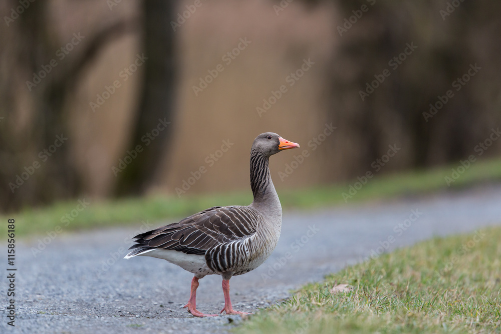 Portrait of grey goose (anser anser) crossing pathway Portrait of grey goose (anser anser) crossing pathway